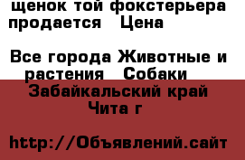 щенок той-фокстерьера продается › Цена ­ 25 000 - Все города Животные и растения » Собаки   . Забайкальский край,Чита г.